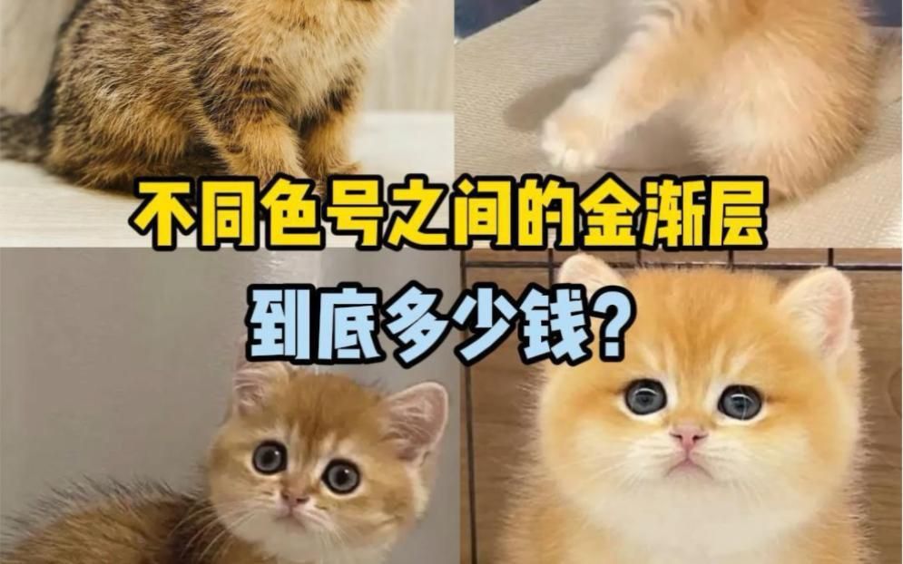 金漸層貓多少錢(qián)一只