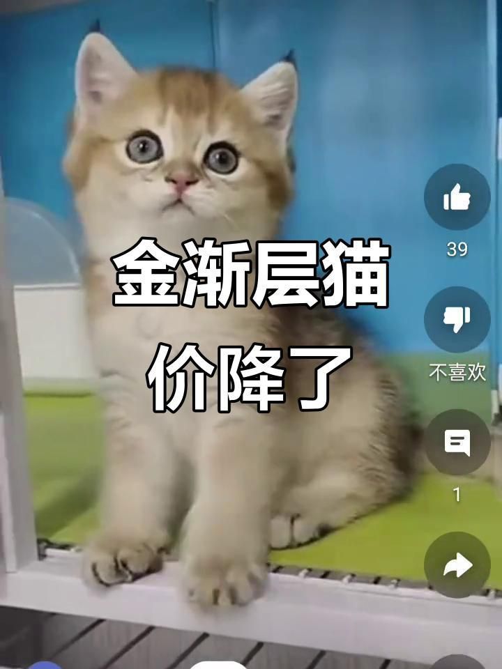 金漸層貓多少錢(qián)一只