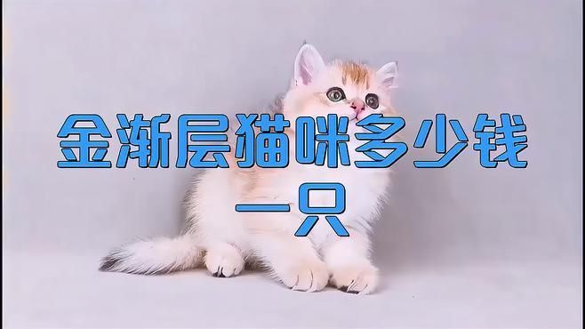 金漸層貓多少錢(qián)一只