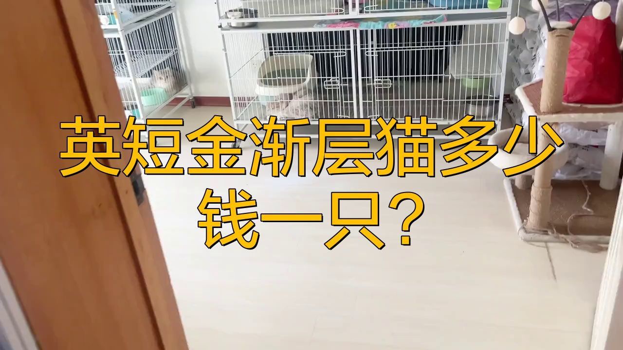 金漸層貓多少錢(qián)一只