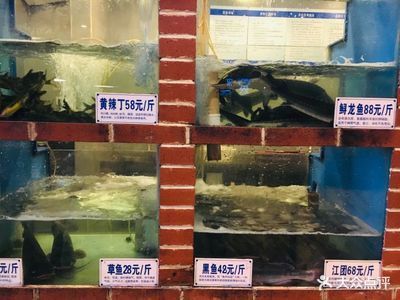 黑魚 魚缸 龍魚怎么養殖視頻：關于龍魚養殖的幾個問題