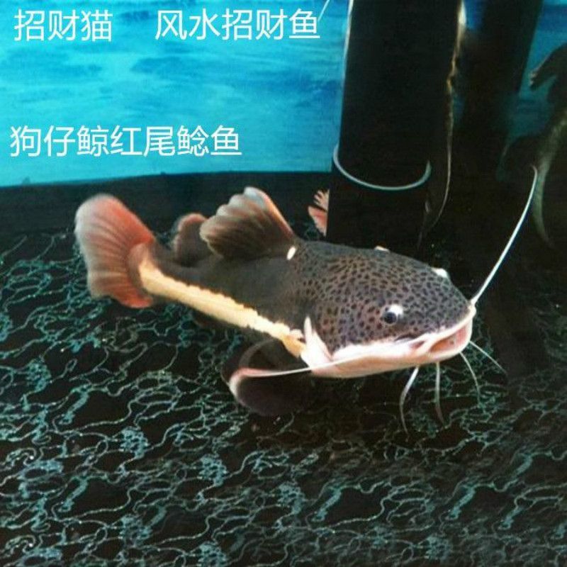 黃金貓魚混養(yǎng)注意事項(xiàng)：黃金貓魚和其他魚類混養(yǎng)需要注意的事項(xiàng)