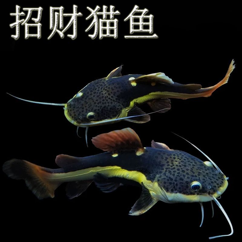 黃金貓魚混養(yǎng)注意事項(xiàng)：黃金貓魚和其他魚類混養(yǎng)需要注意的事項(xiàng)