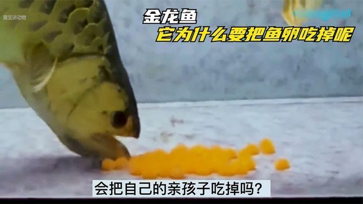 金龍魚魚卵怎么孵化出來：金龍魚卵的孵化步驟和注意事項