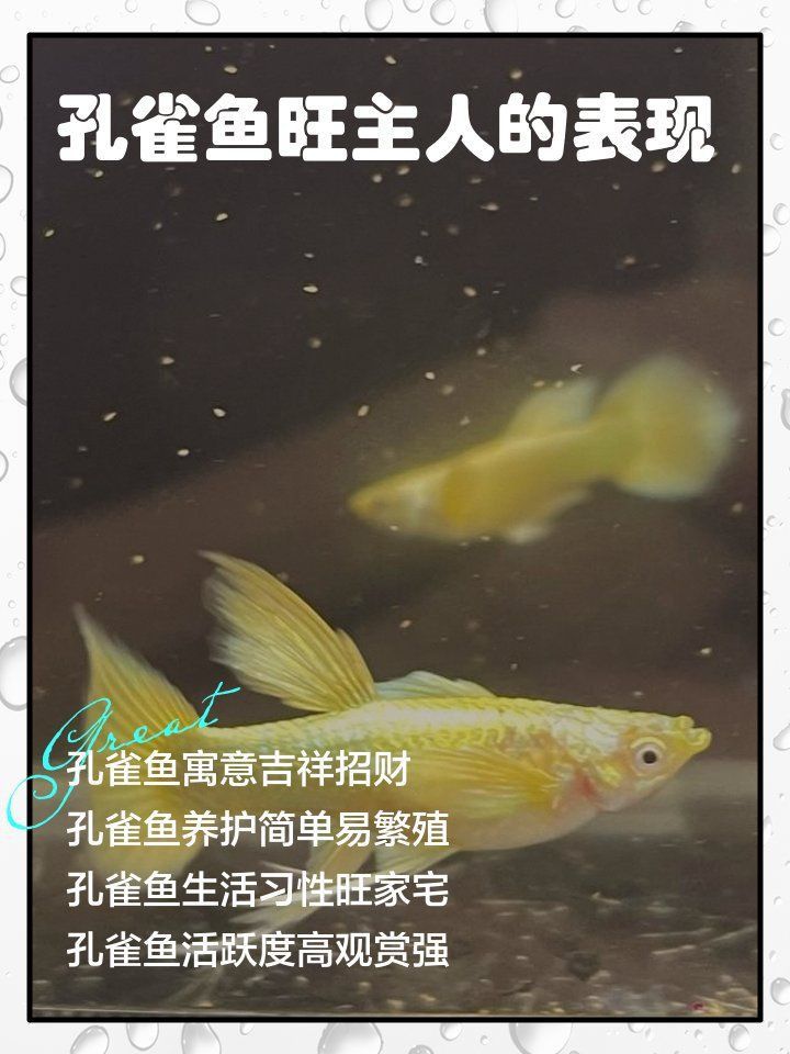 孔雀魚的寓意和象征