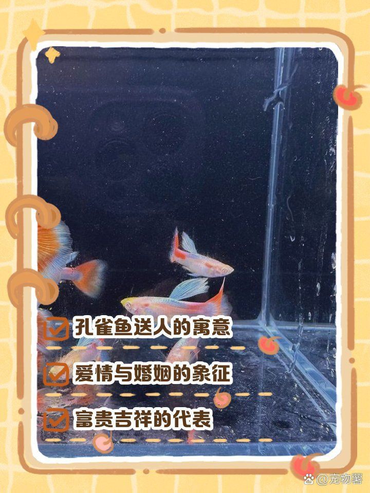 孔雀魚的寓意和象征