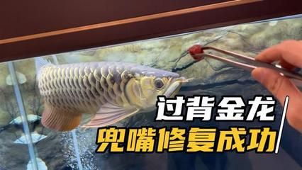 龍魚兜嘴治療偏方：治療龍魚兜嘴的偏方
