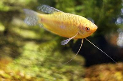 國內龍魚繁殖季節：國內龍魚繁殖季節國內龍魚繁殖季節龍魚繁殖季節