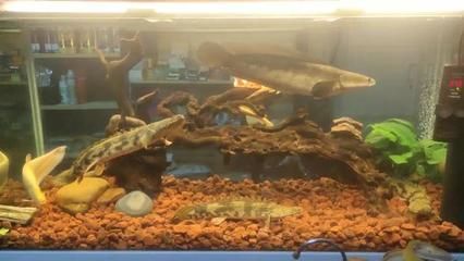 龍魚關(guān)刀魚虎魚可以混養(yǎng)嗎