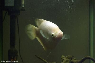 招財(cái)魚和龍魚能混養(yǎng)嗎（招財(cái)魚和龍魚可以混養(yǎng)嗎？）