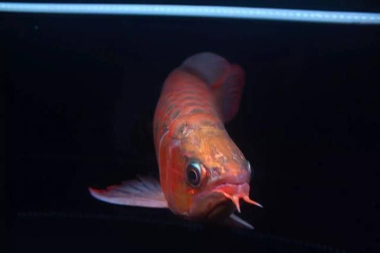 世界上最大的紅龍魚圖片大全欣賞