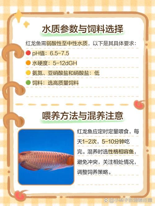 世界上最大的紅龍魚圖片大全欣賞