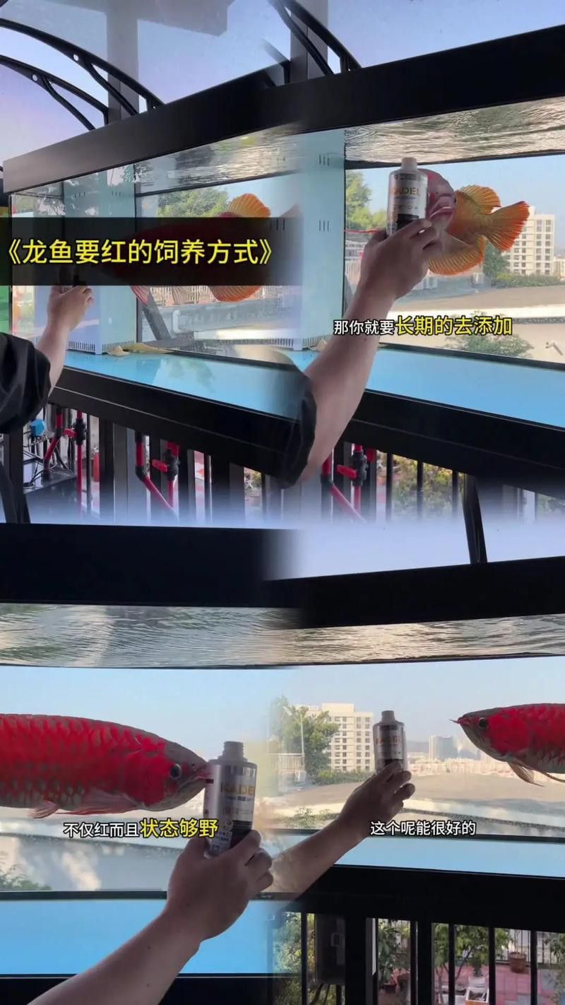 世界上最大的紅龍魚圖片大全欣賞