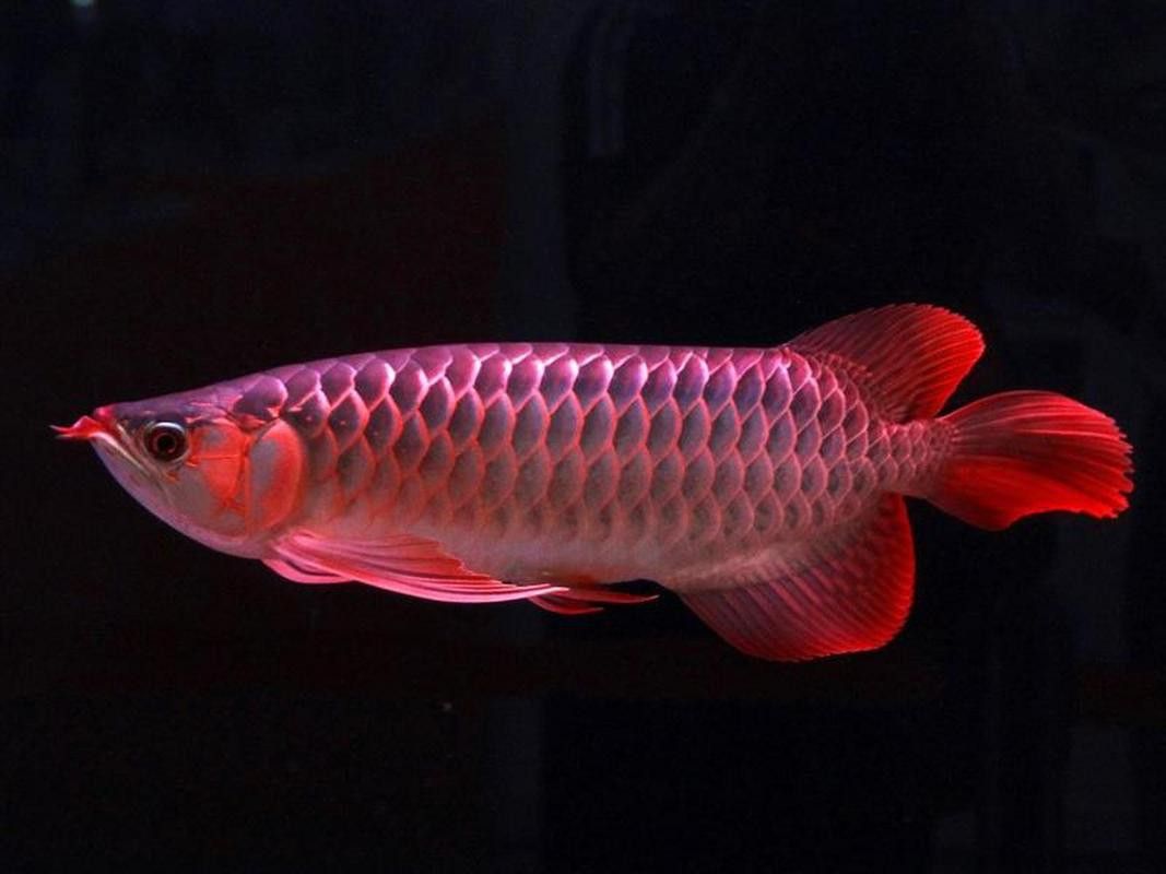 紅龍魚的圖片大全大圖視頻播放
