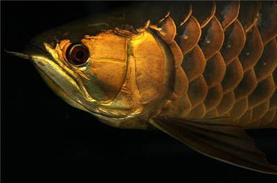 促進龍魚食欲的藥物（促進龍魚食欲的藥物可以分為以下幾類：中成藥對于改善龍魚食欲）