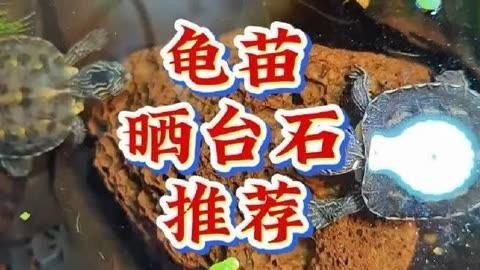 哪種石頭最適合烏龜