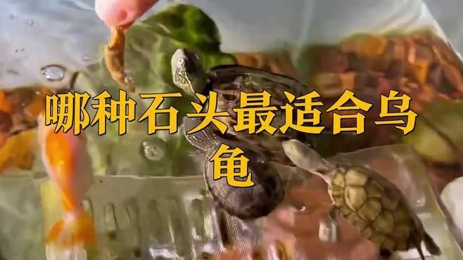 哪種石頭最適合烏龜