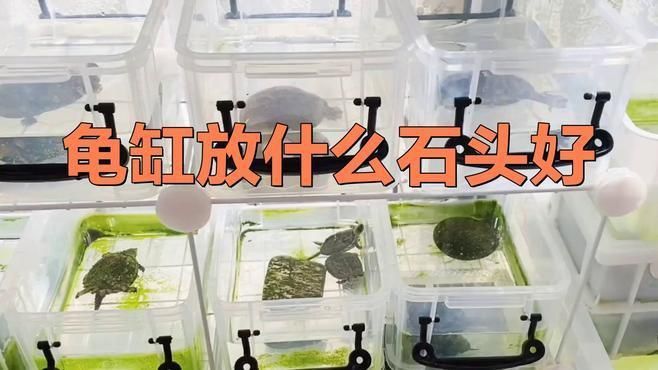 哪種石頭最適合烏龜