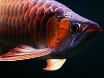 龍魚掉眼還有養的價值嗎：龍魚掉眼后的日常護理要點