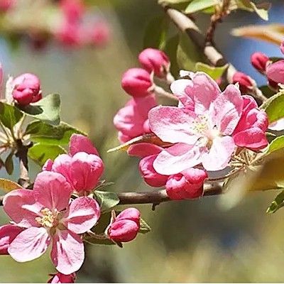 平枝海棠蒂娜的花期是什么時(shí)候？