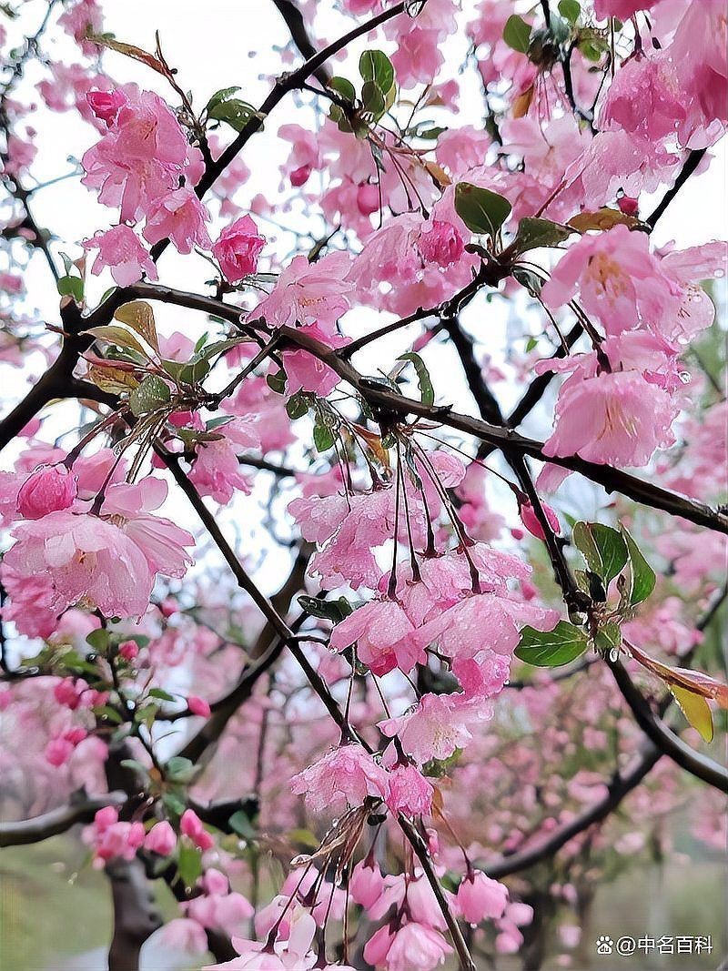 平枝海棠蒂娜的花期是什么時(shí)候？