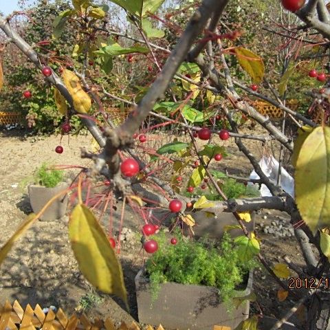 平枝海棠蒂娜的花期是什么時(shí)候？