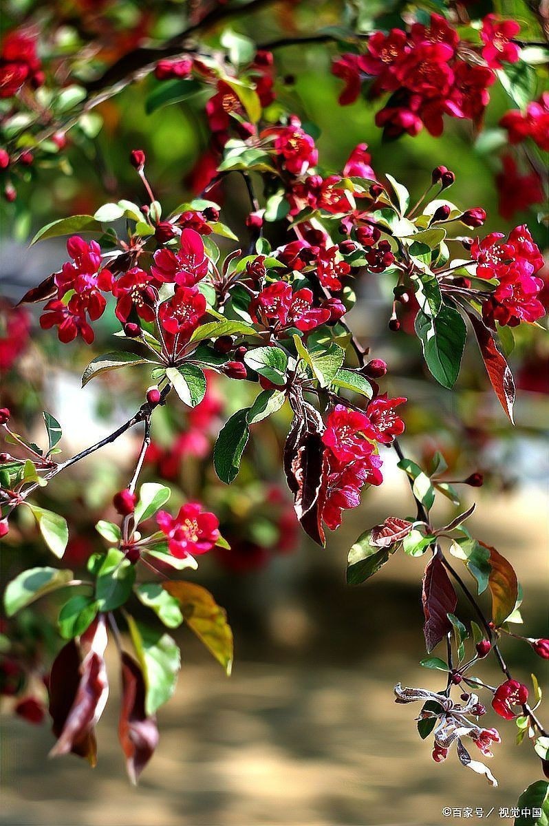 平枝海棠蒂娜的花期是什么時(shí)候？