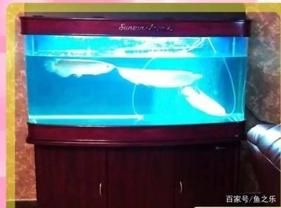 龍魚怎么擺放招財魚缸：招財魚缸怎么擺放