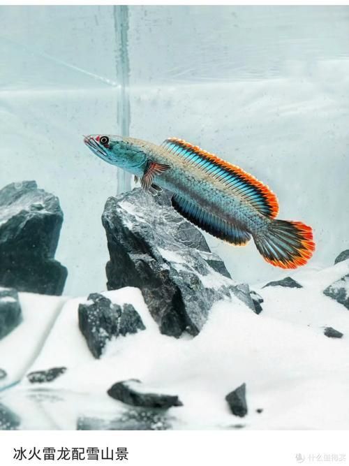 能否提供雷龍魚高清大圖？