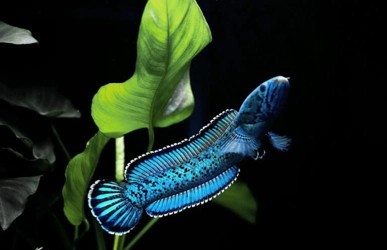 能否提供雷龍魚高清大圖？