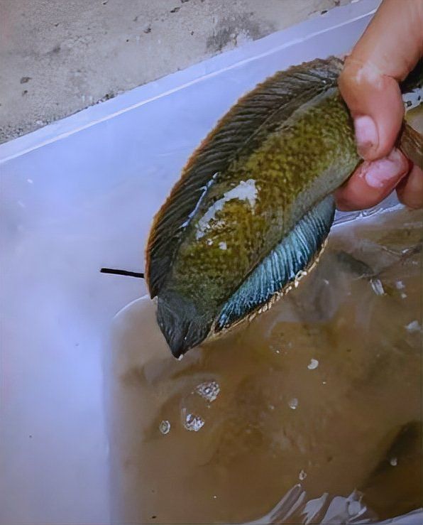 能否提供雷龍魚高清大圖？