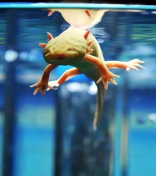 虎斑恐龍魚繁殖方式視頻教程圖片