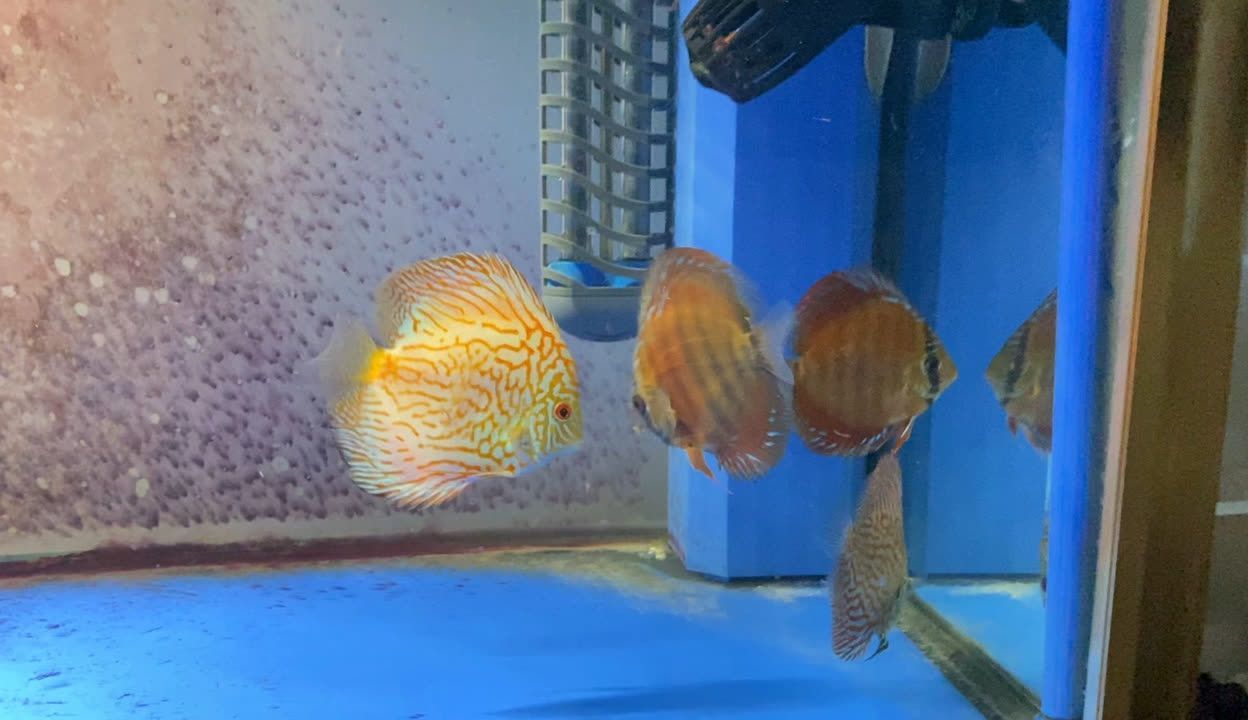 七彩龍魚(yú)怎樣喂食（七彩龍魚(yú)喂食信息）