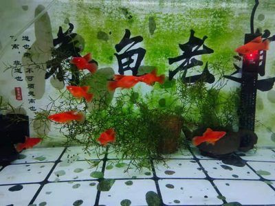 七彩龍魚(yú)怎樣喂食（七彩龍魚(yú)喂食信息）