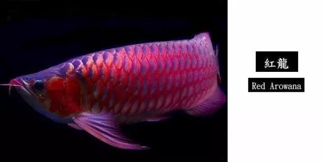 祥禾Super Red紅龍魚（祥禾superred紅龍魚怎么樣）