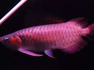 祥禾Super Red紅龍魚（祥禾superred紅龍魚怎么樣）
