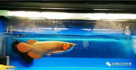 龍魚可以和什么混養在一起：與龍魚混養的幾種魚類及其他魚類及其他魚類及其原則