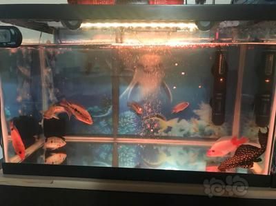 龍魚可以和什么混養在一起：與龍魚混養的幾種魚類及其他魚類及其他魚類及其原則