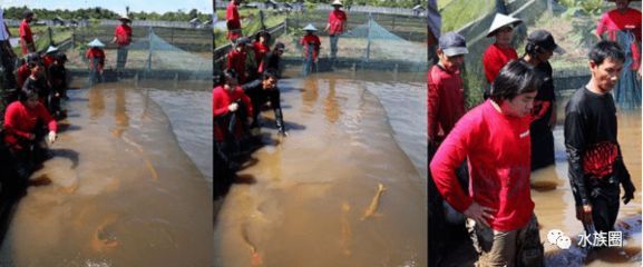 印尼知名龍魚漁場（印尼知名的龍魚漁場）