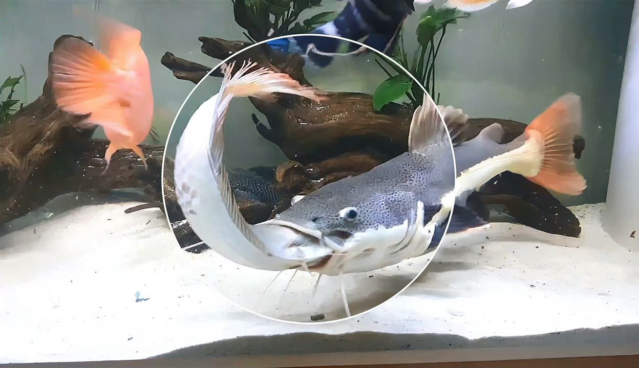 龍魚死了喂招財貓可以嗎（招財貓魚已經死亡，并且尸體仍然新鮮，沒有腐敗跡象）