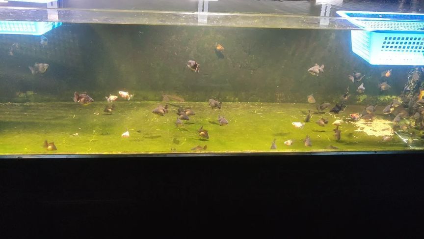 小龍魚苗一天喂幾次：小龍魚苗喂食頻率應該根據其年齡和生長階段來確定