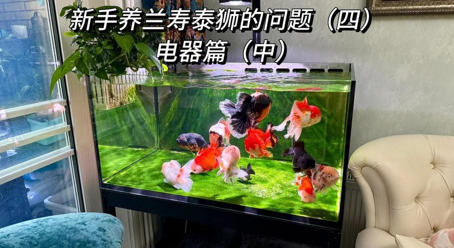 金龍魚適合多少度水溫