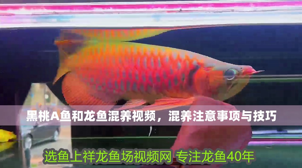 黑桃A魚(yú)和龍魚(yú)混養(yǎng)視頻，混養(yǎng)注意事項(xiàng)與技巧