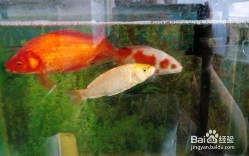 龍魚尾巴有血絲怎么回事：龍魚尾巴出現紅血絲可能由多種因素引起，解決方案