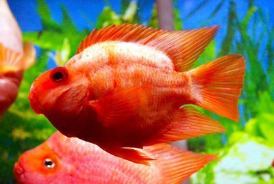 金龍魚半米長大約需要多少錢：金龍魚價格信息：普通金龍魚價格通常在1000元左右