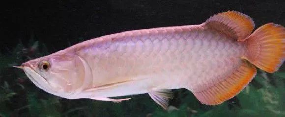 號半紅龍魚發色過程：號半紅龍魚發色過程是一個漸進的過程