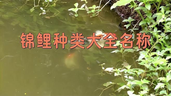 錦鯉十大品種排行榜