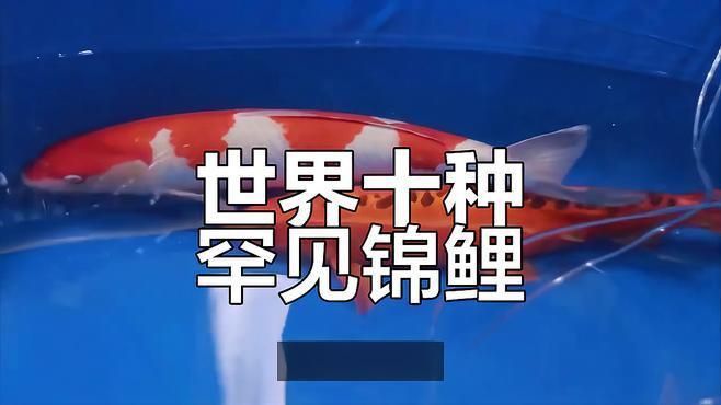 錦鯉十大品種排行榜