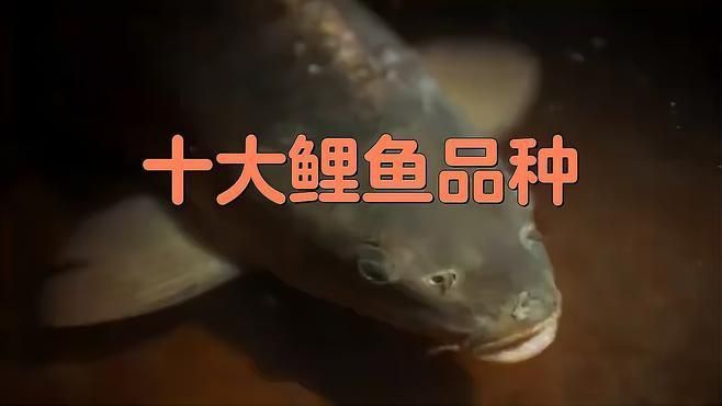 錦鯉十大品種排行榜