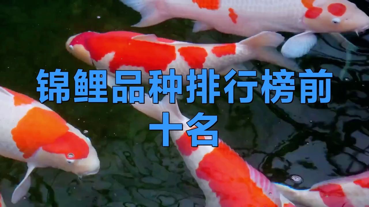 錦鯉十大品種排行榜